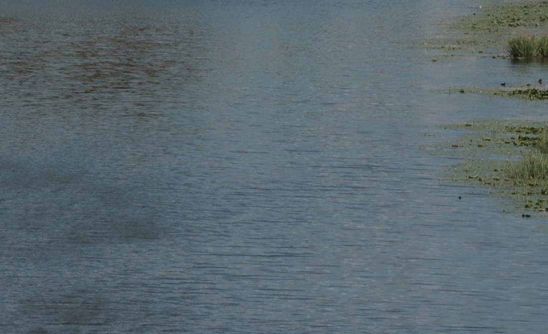 Неизвестный утонул в пруду в Вологде