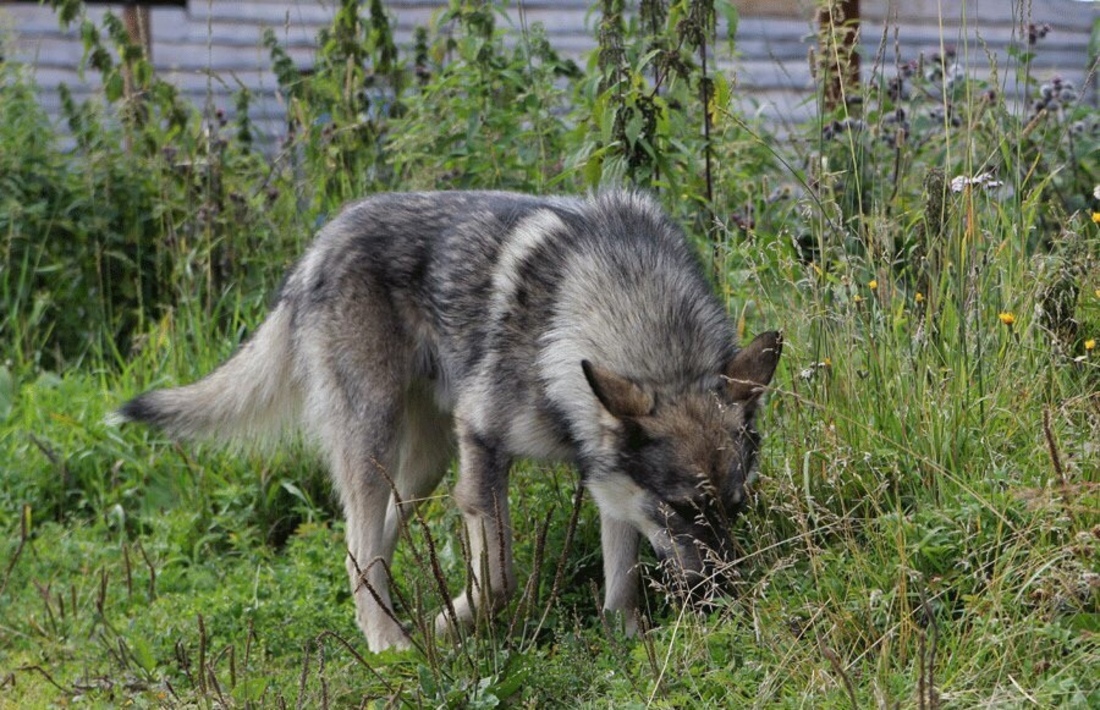 Волк загрыз собаку в посёлке Великогоустюгского района