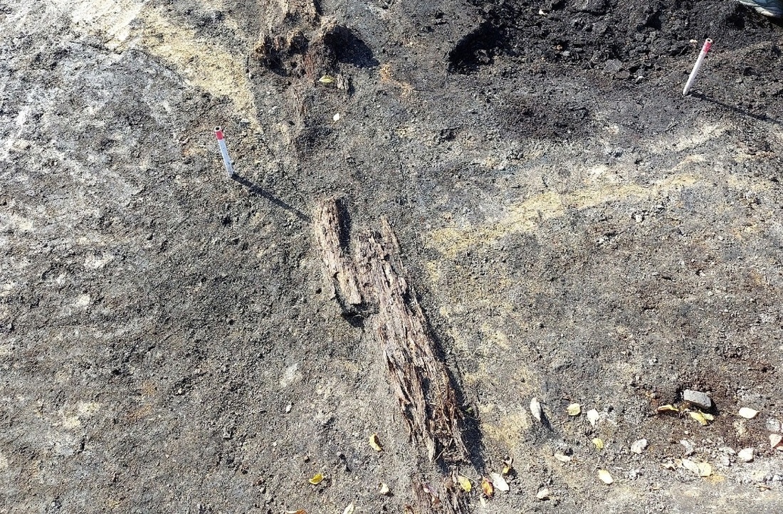 Старинный рассолопровод обнаружили археологи во время раскопок в Тотемском районе