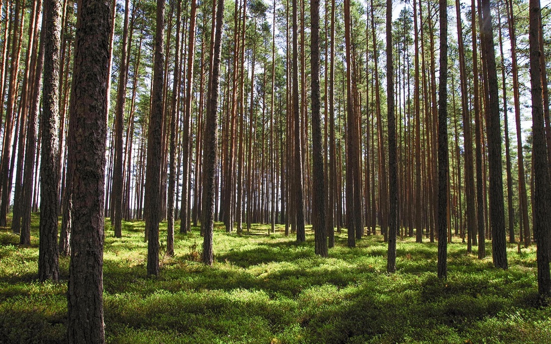 «Черные лесорубы» нанесли ущерб череповецкому лесному фонду на 4 млн рублей
