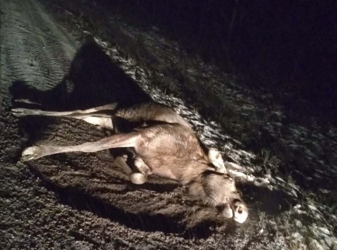 Ещё один лось погиб под колёсами фуры в Вологодской области