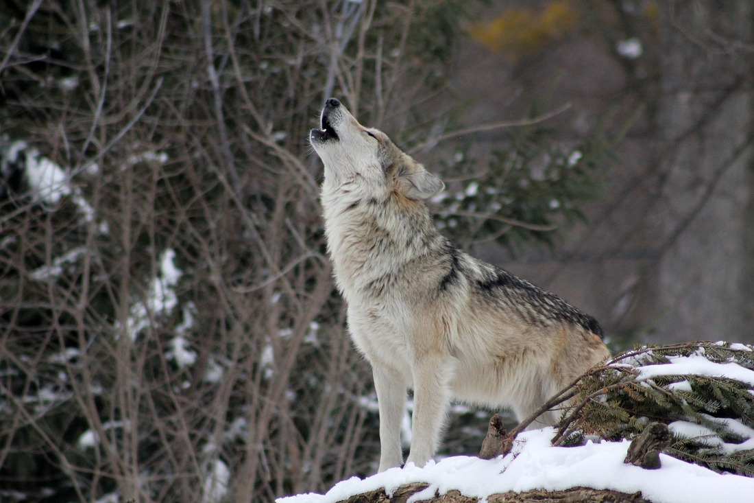 В Вологодской области ведутся активные мероприятия по контролю количества волков