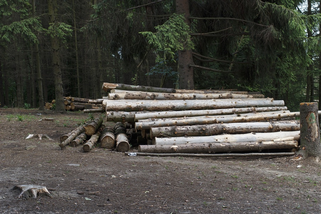 Кичменгско-Городецкие лесники выписывали древесину на умерших граждан