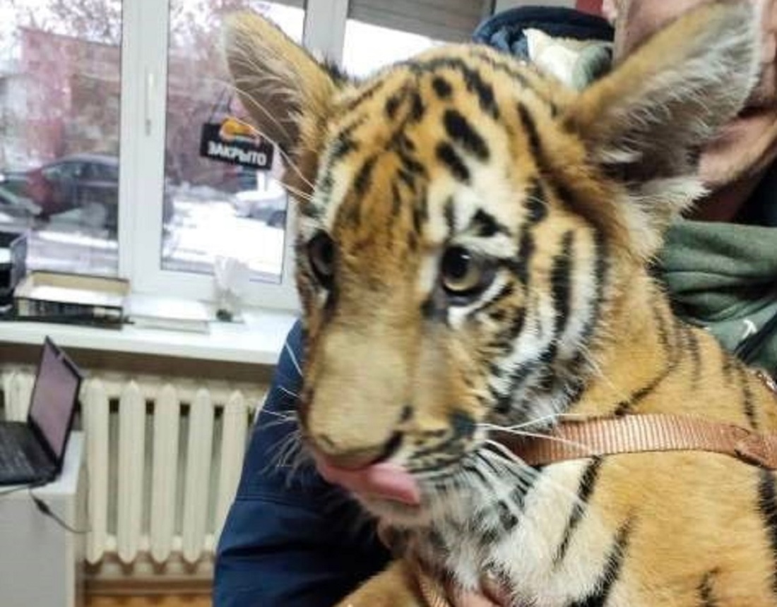Необычный пациент: в череповецкую ветклинику на прививку принесли бенгальского тигренка