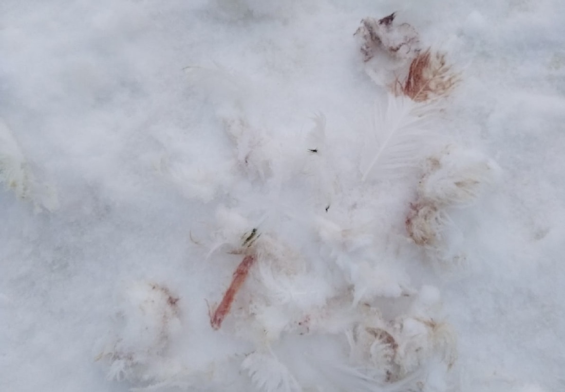 Оставшихся зимовать в Верховажском районе лебедей съела лиса