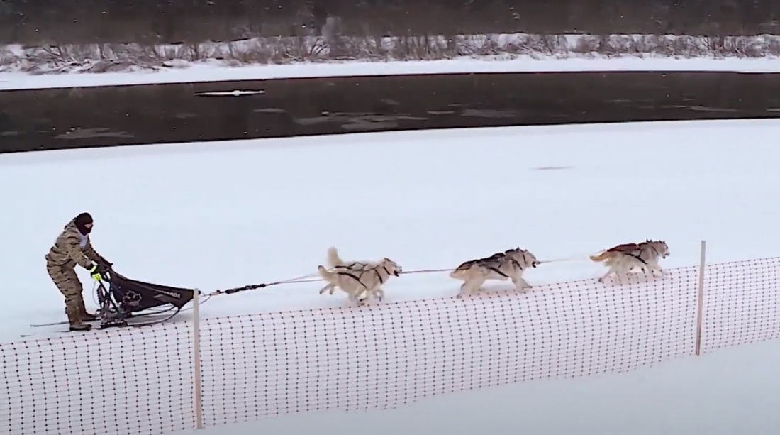 Зарубежные спортсмены поучаствуют в этапе Кубка мира по гонкам на собачьих упряжках в Тотьме