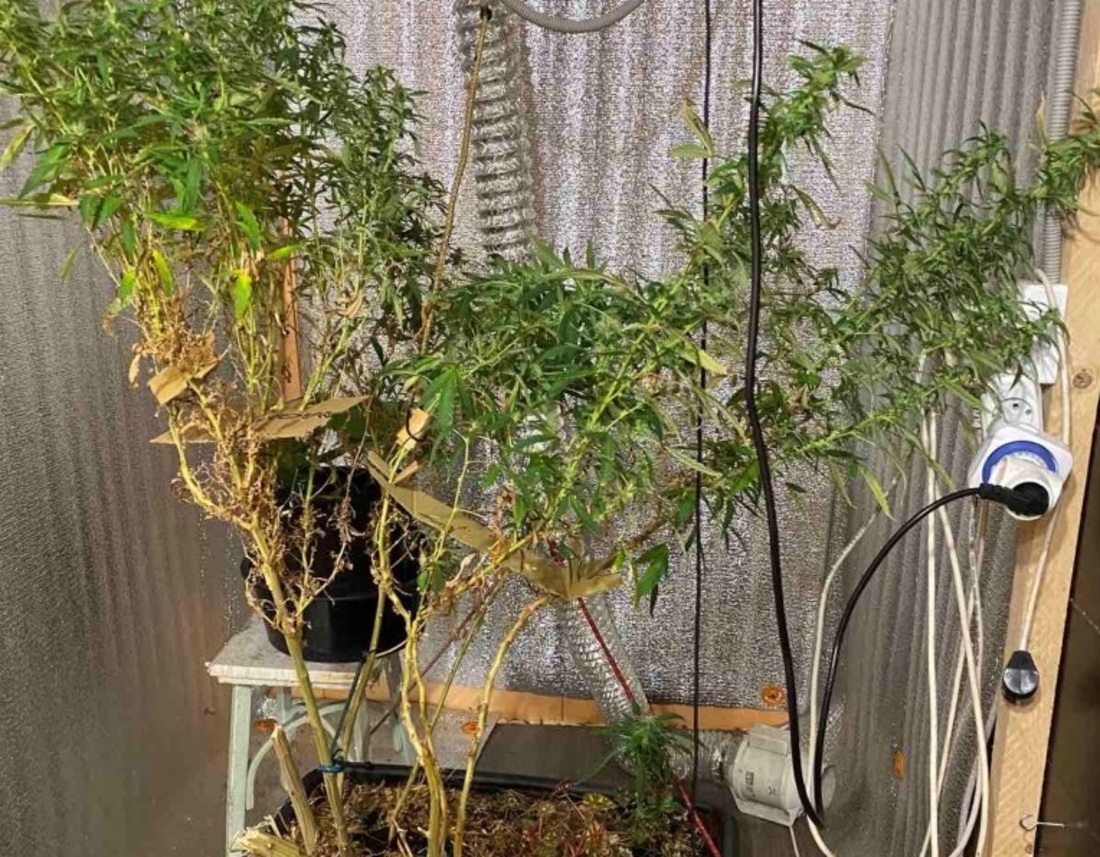 Вологжанин утроил в гараже ферму по выращиванию марихуаны
