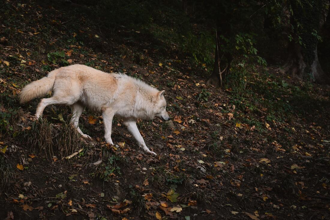 Жители Вожегодского района бросают клич о помощи в борьбе с волками