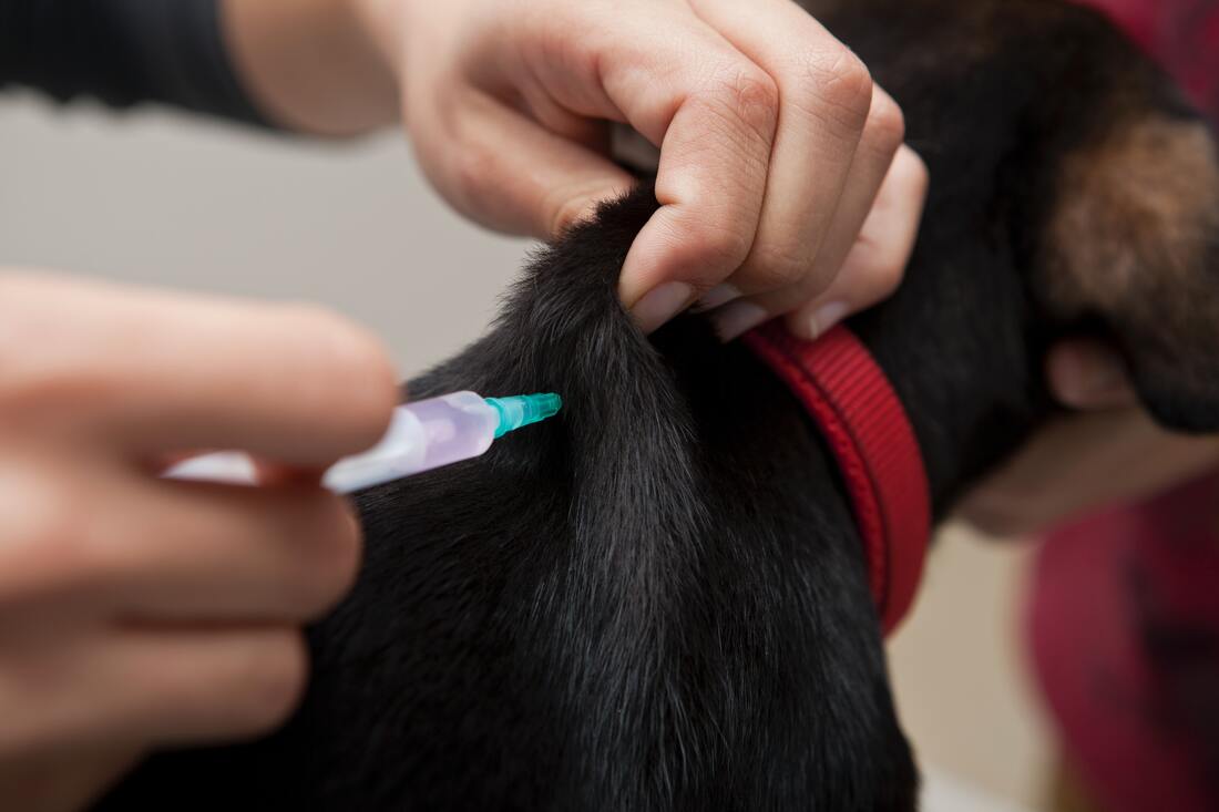 Мобильные пункты вакцинации от бешенства животных вновь открылись в Вологодской области