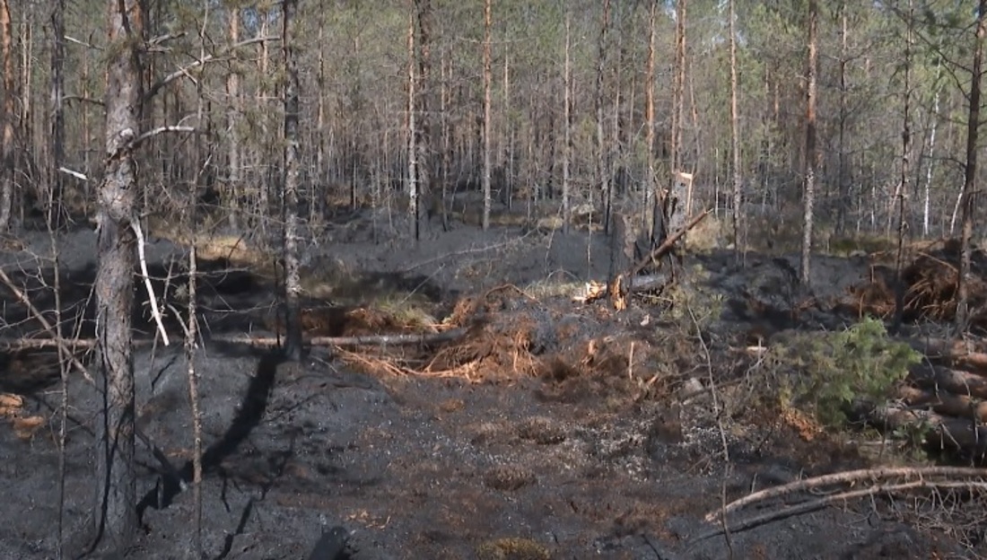 В Вологодской области началась подготовка к пожароопасному сезону