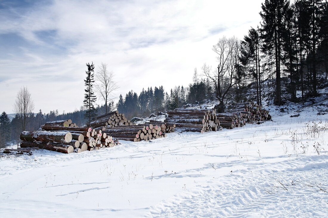 В Вытегорском районе раскрыта незаконная рубка леса в особо крупном размере