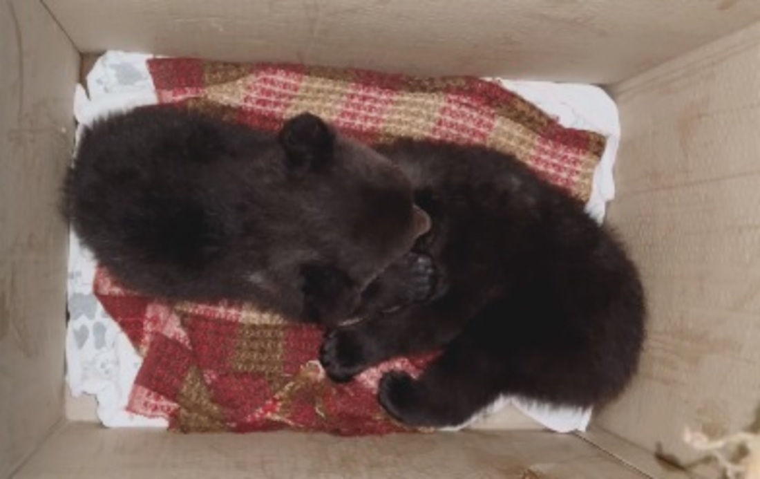 Ещё двое вологодских медвежат отправились в Тверскую область на реабилитацию
