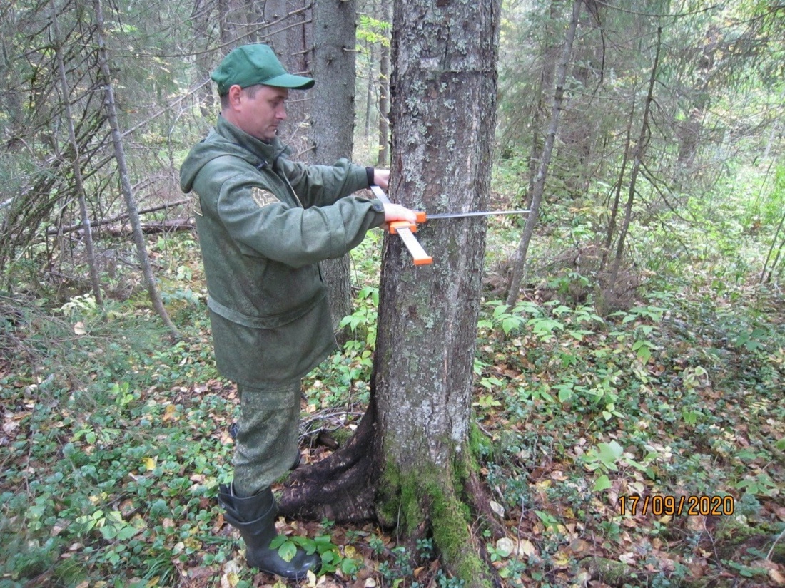 В Вологде откроют производство измерительных приборов для лесного хозяйства