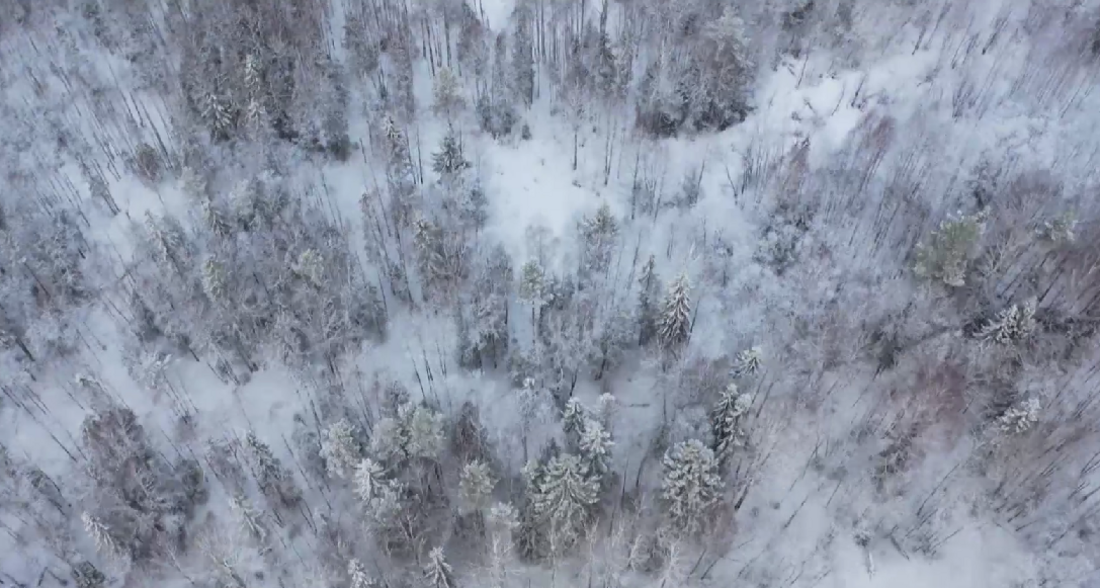 Арендаторы лесных участков в Вологодской области смогут получить отсрочку по платежам
