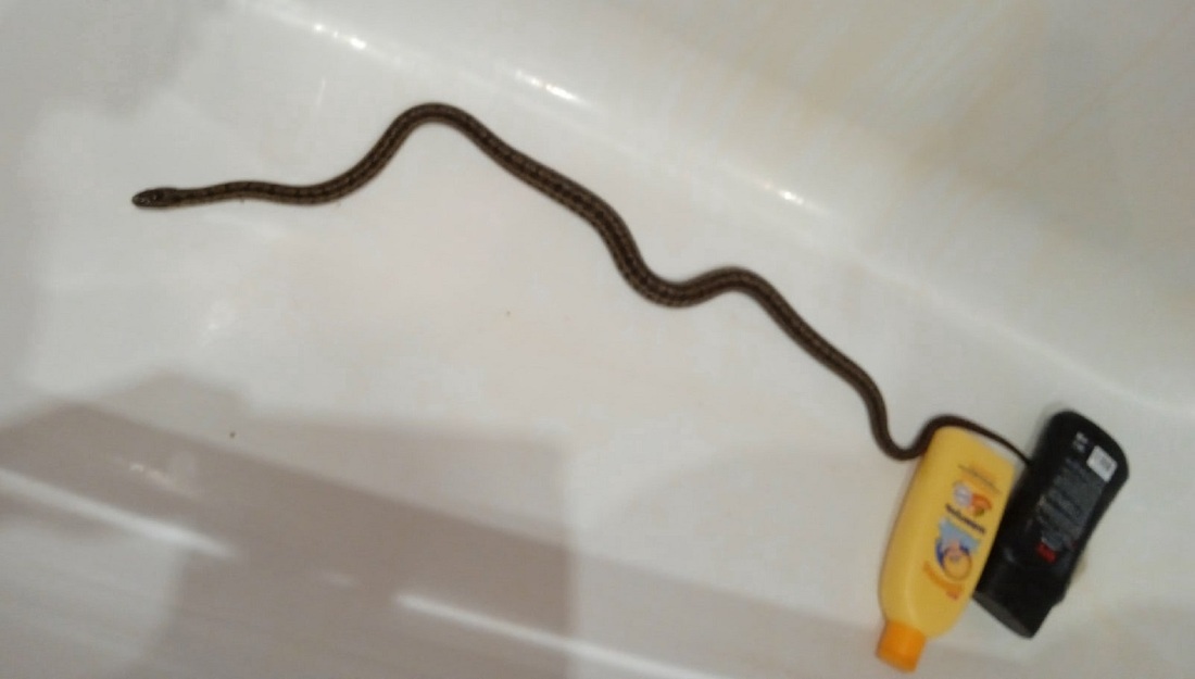 Метровая змея заползла в ванну к вологодской семье