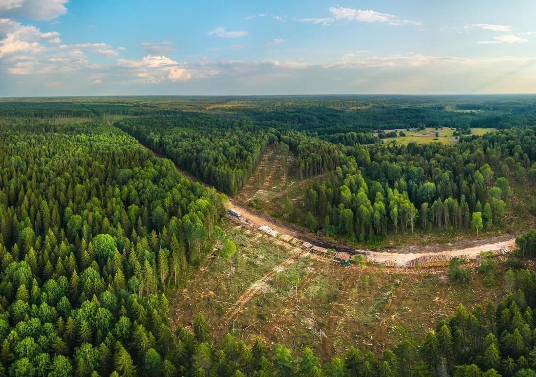 Около 900 тонн углерода накопили вологодские леса