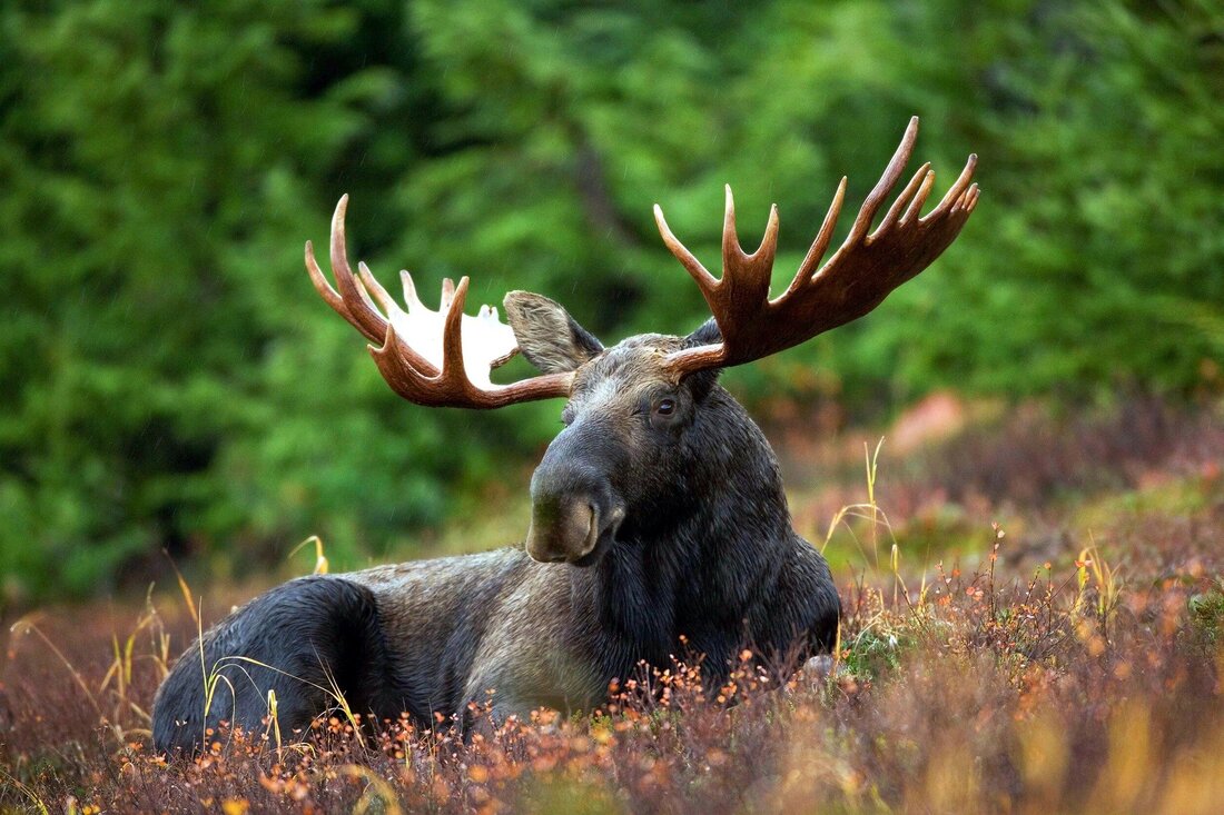 В Вологодской области подвели итоги ежегодного мониторинга лесных зверей