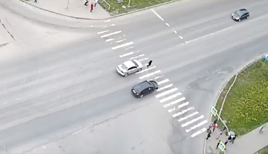 В Вологде торопливый пешеход попала под колеса иномарки