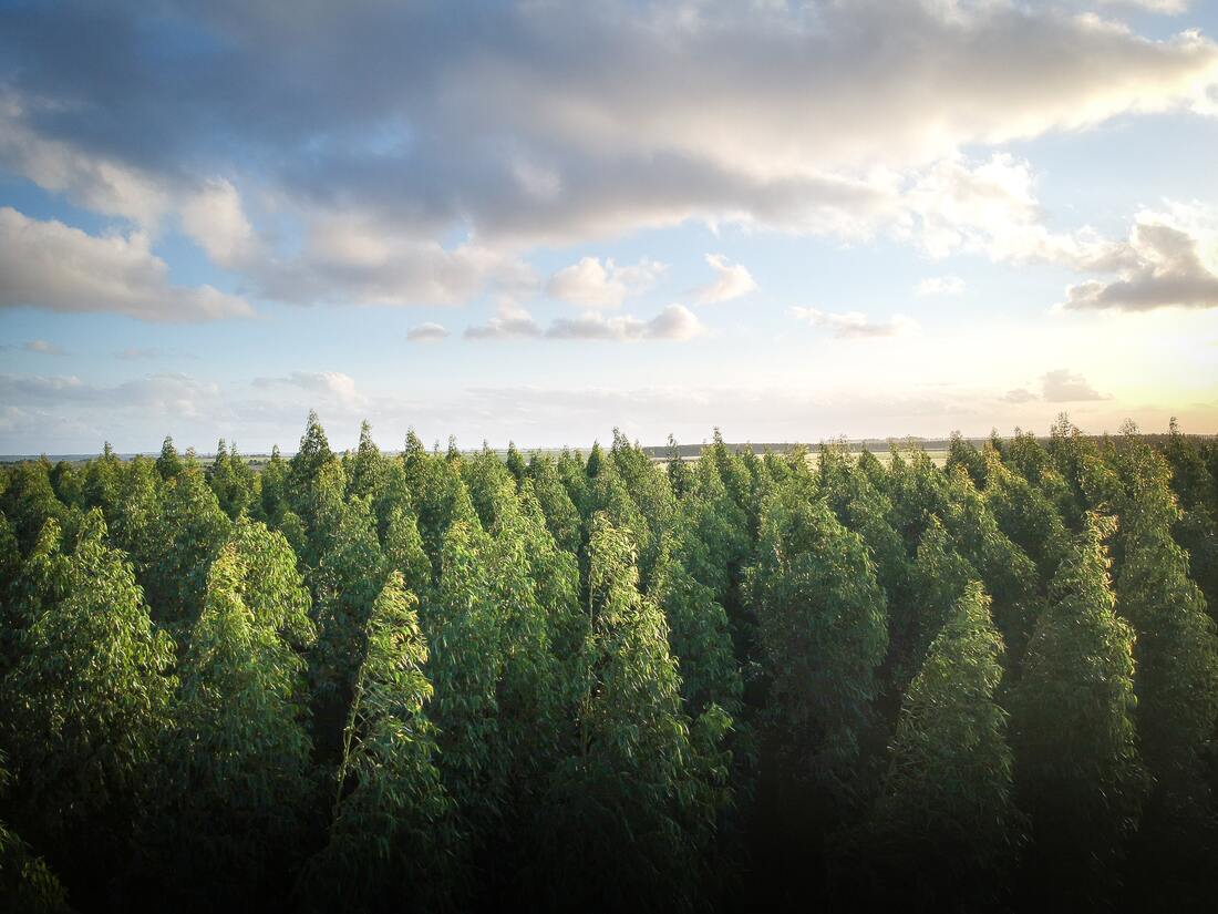 Вологодская область вошла в 10-ку регионов РФ по эффективному использованию лесных ресурсов