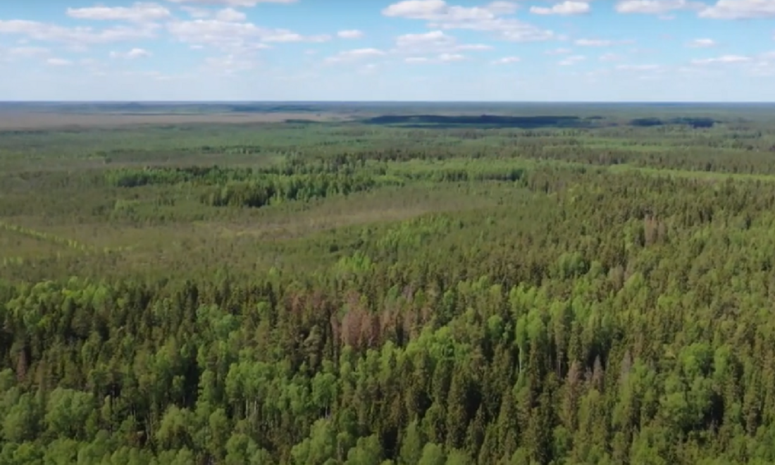 Первое авиапатрулирование лесов проведено в Вологодской области