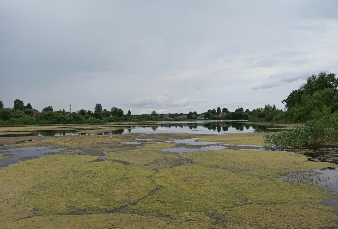 Проект очистки озёр от зарастания разработают в Кирилловском районе
