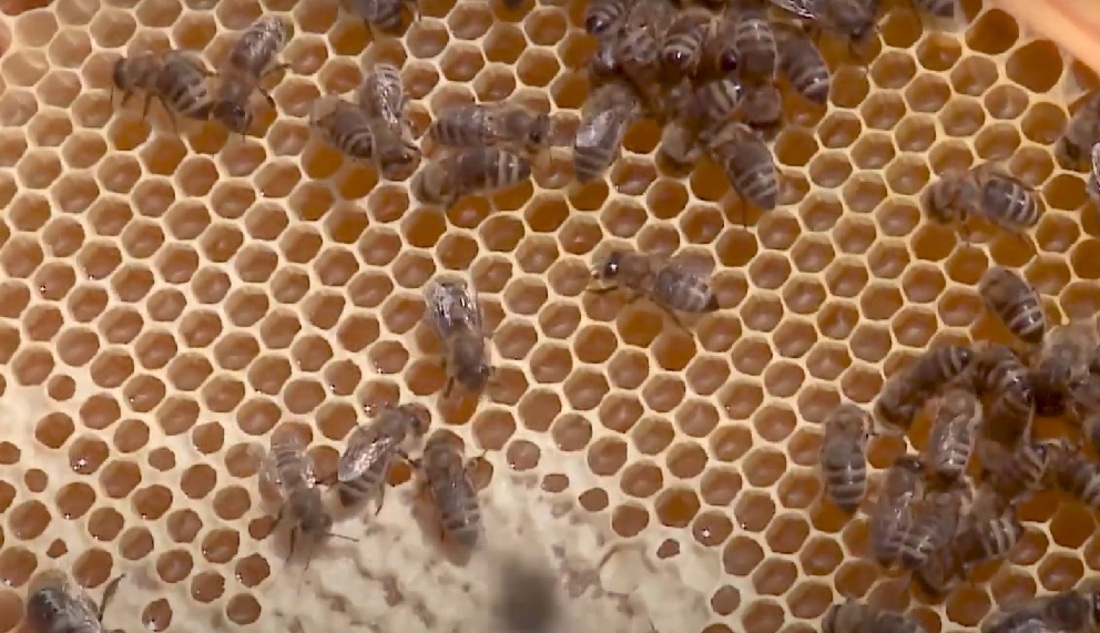 Медовая пора: первый слёт пчеловодов прошёл в Вытегорском районе
