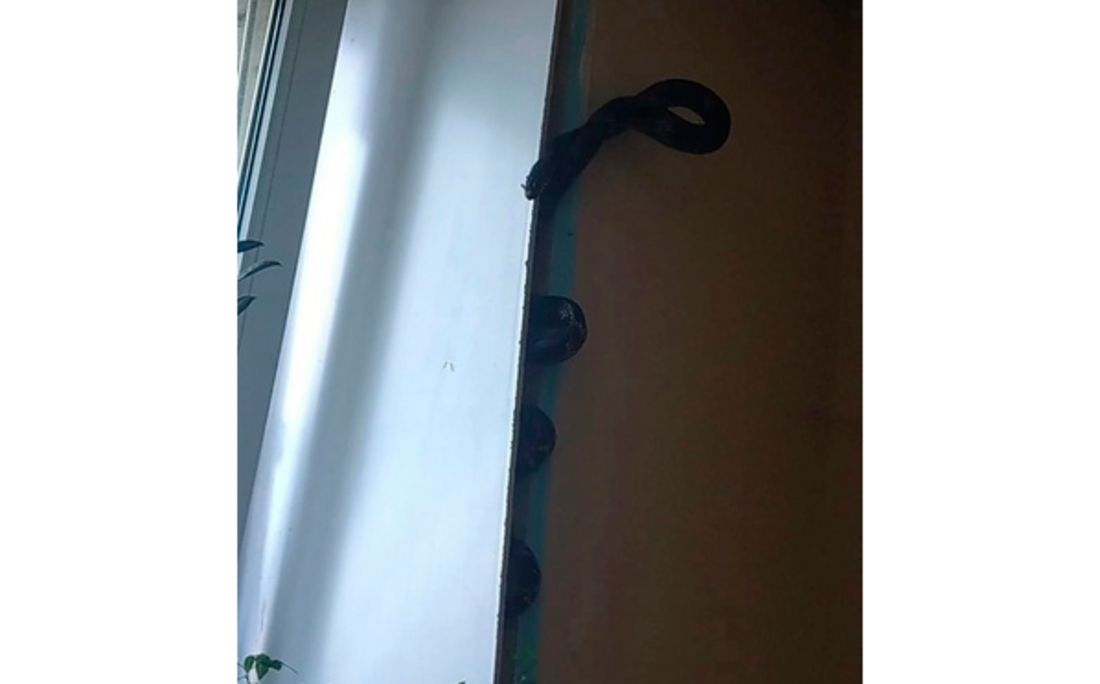 Змея заползла в один из офисов в центре Вологды