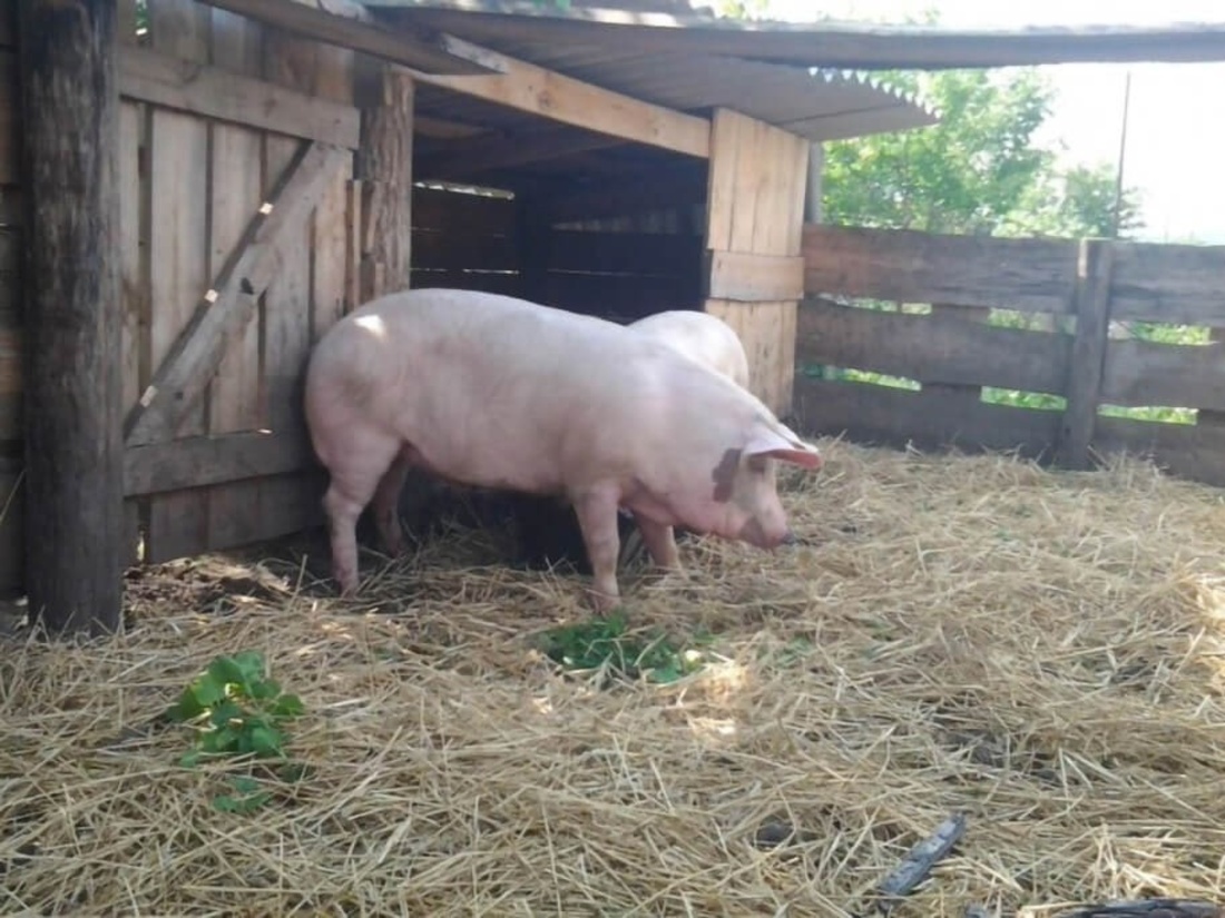 Очаг африканской чумы свиней выявлен в Грязовецком районе
