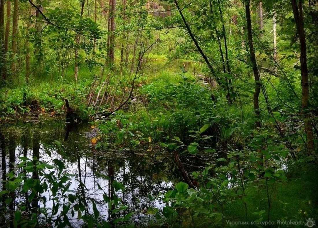 Самый массовый сезон охоты на боровую и водоплавающую дичь открывается в Вологодской области