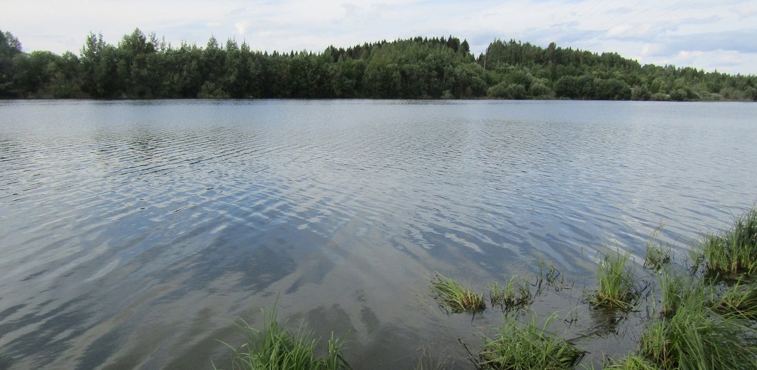 Эксперты озвучили официальную причину гибели рыбы на водохранилище в Вологодском районе
