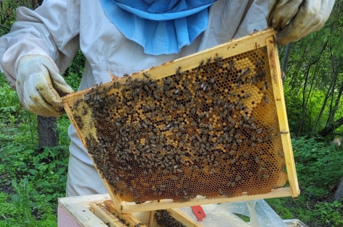 Вологодские пчеловоды получают паспорта на свои пасеки
