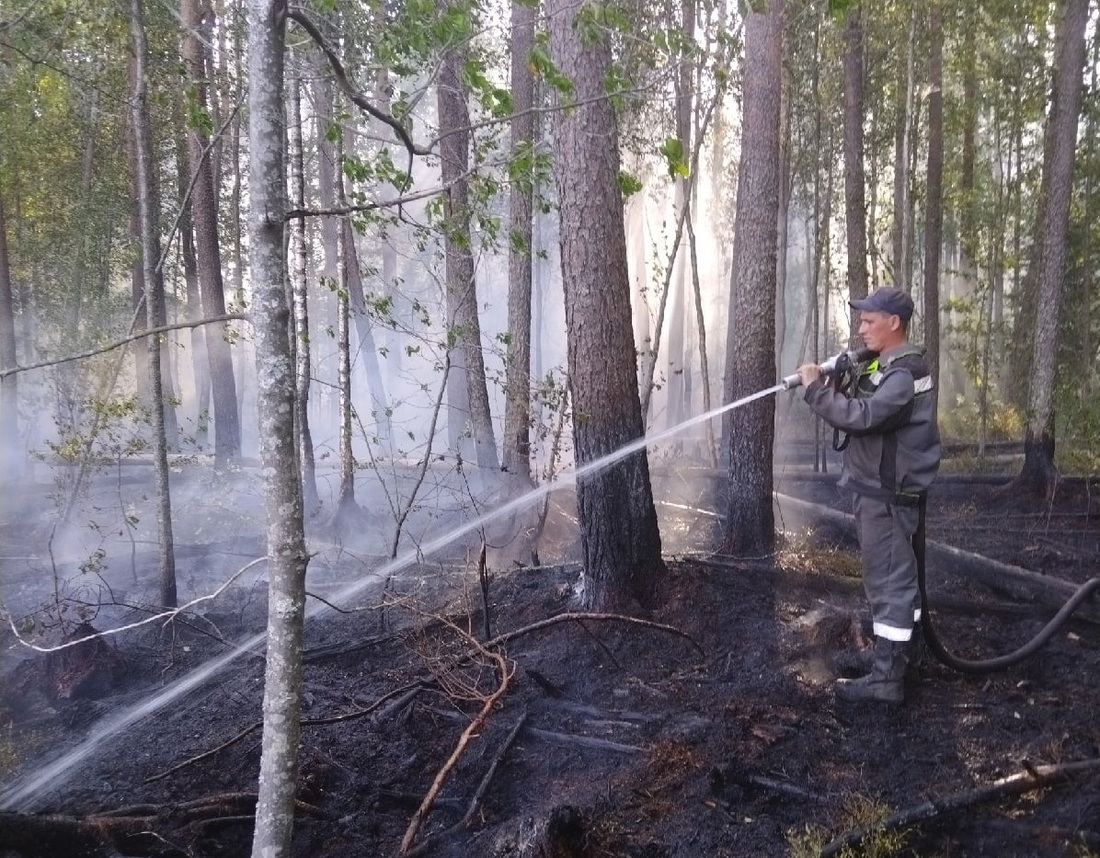 Лесной пожар произошёл в Кадуйском районе