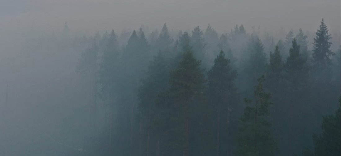 Лесной пожар успешно ликвидирован в Вожегодском районе