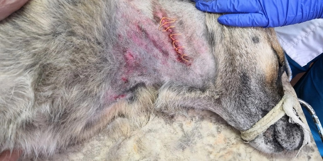 Волки едва не загрызли сторожевую собаку в Великоустюгском районе