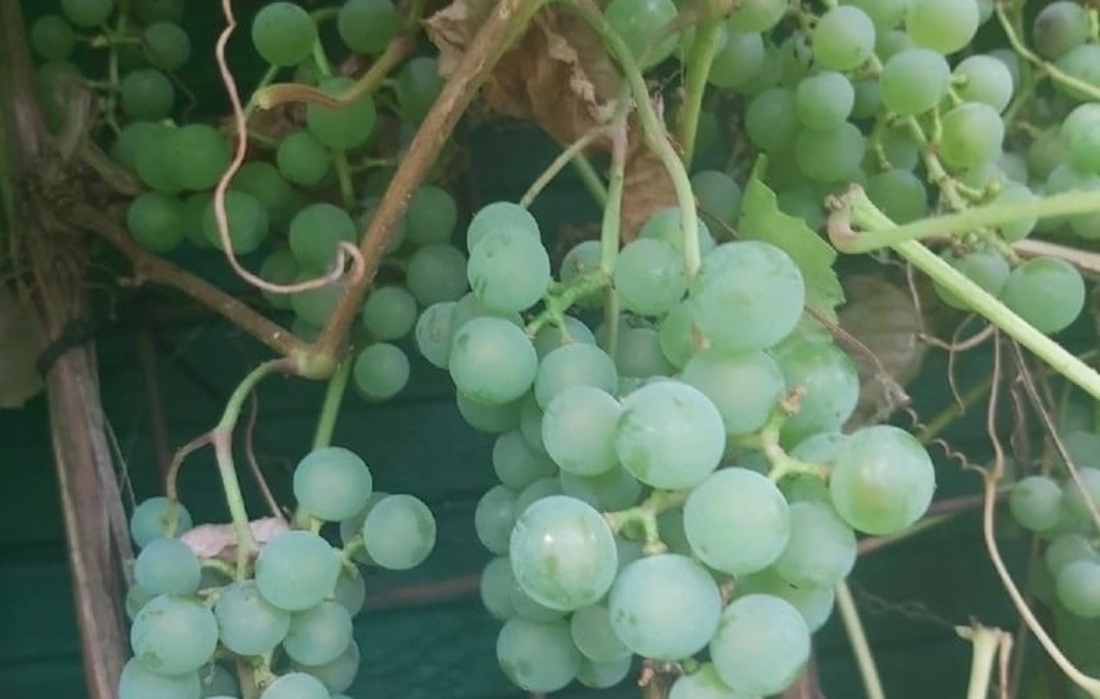 Урожай винограда собирают в Междуреченском районе