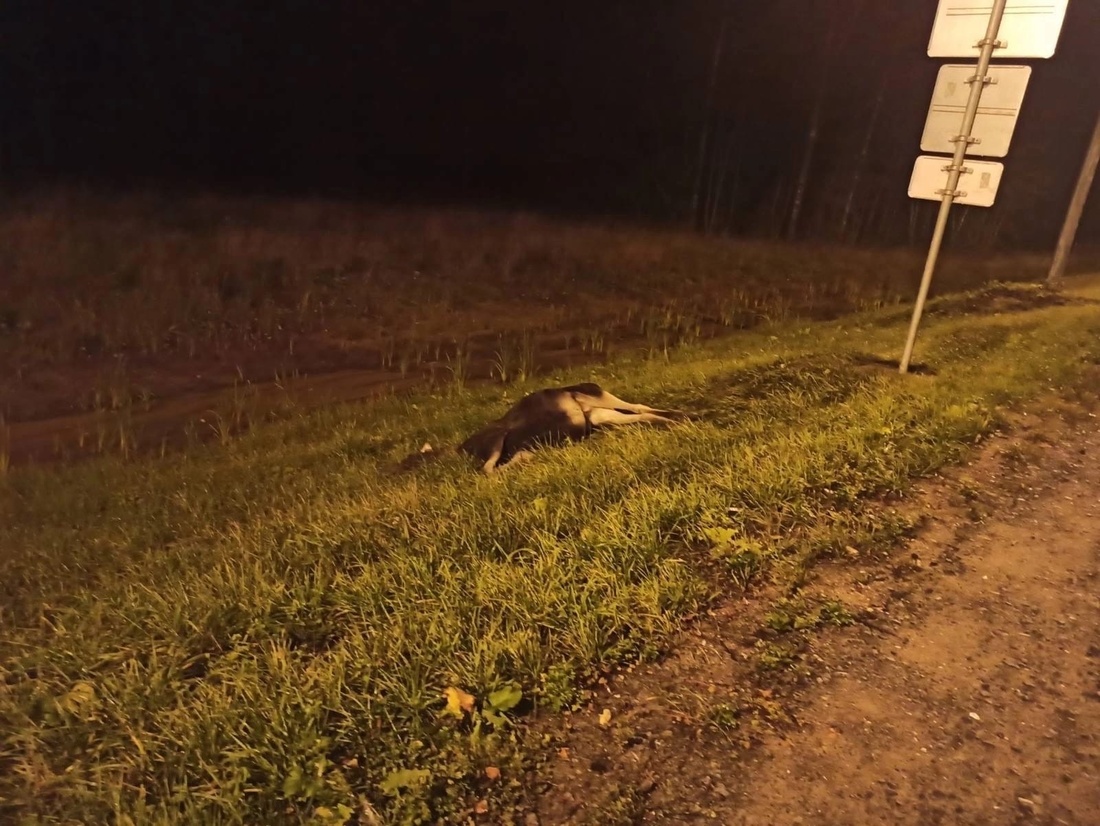 Лось погиб под колёсами большегруза в Череповецком районе