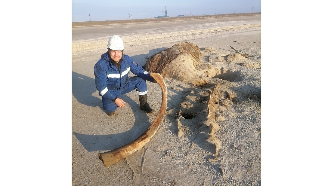 Пугающая находка: вологжанин обнаружил на берегу Карского моря неизвестное существо