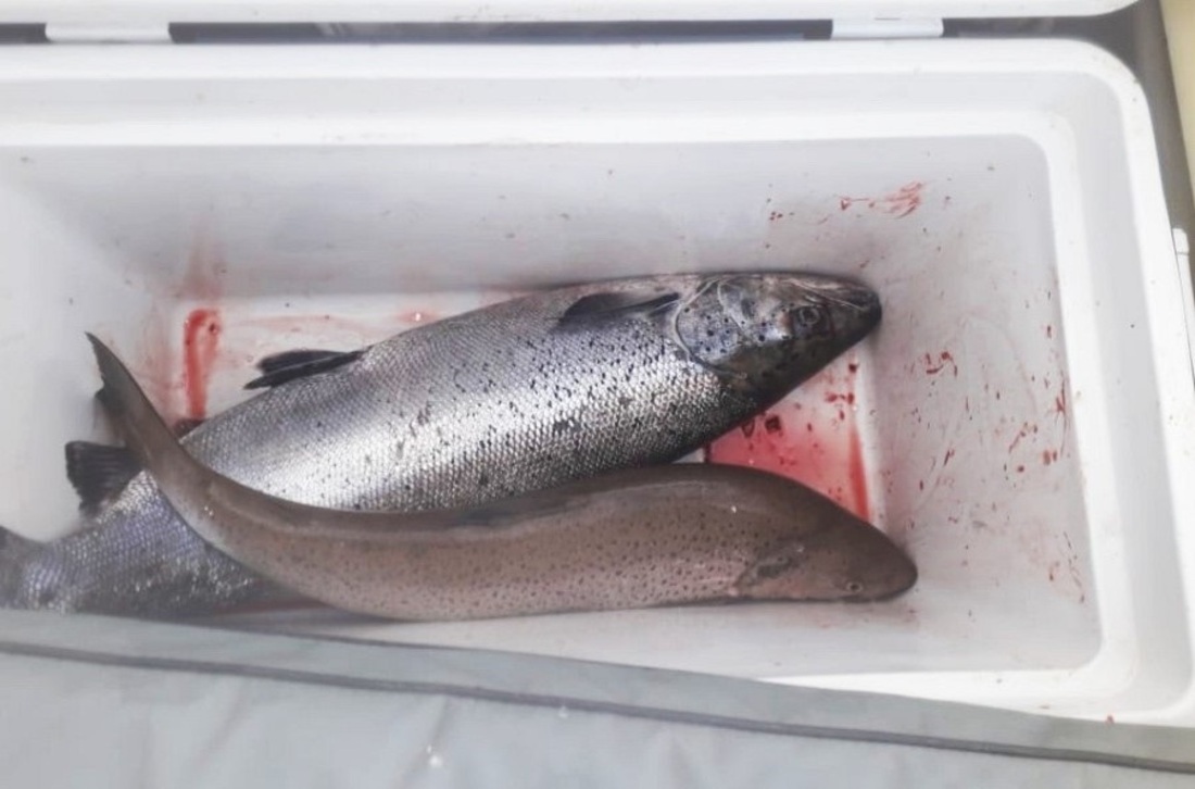 Первый цех инкубации готовят к открытию на рыбной ферме по выращиванию лосося под Вологдой