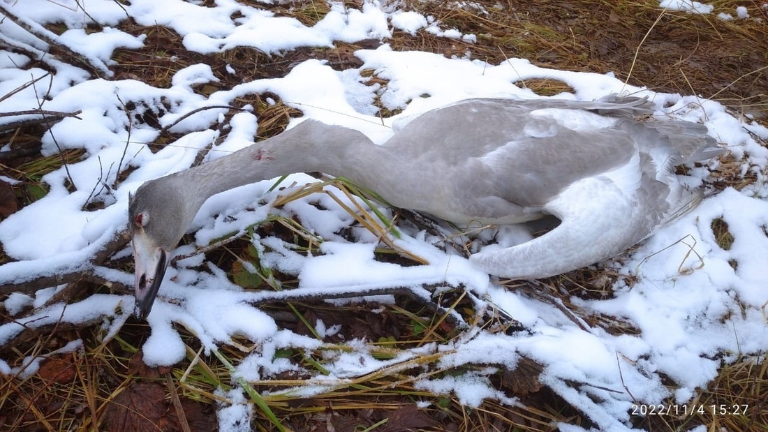 Найден убийца молодого лебедя-шипуна в Шекснинском районе