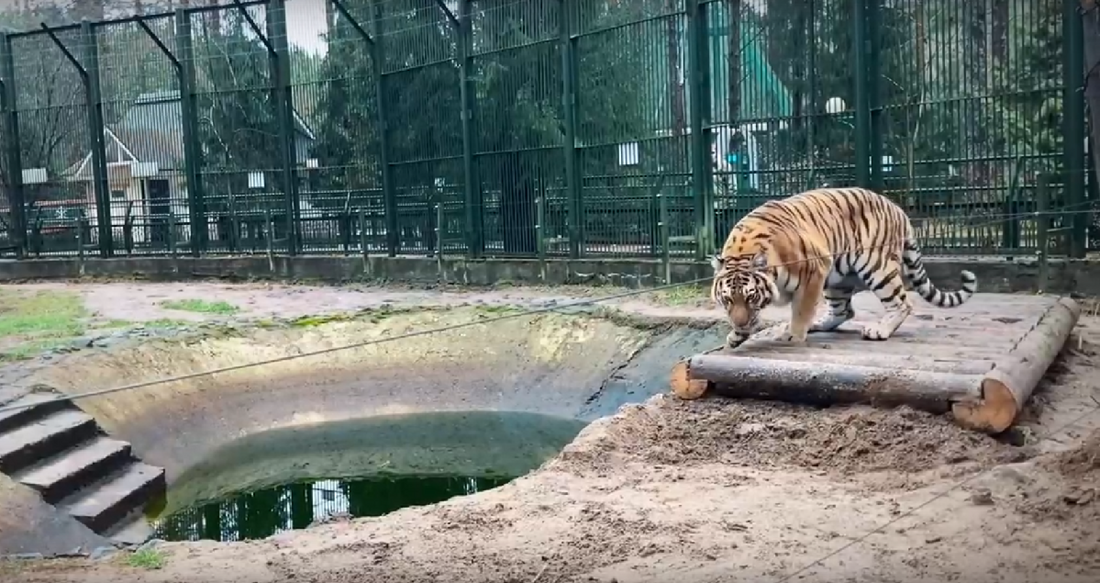 Амурская тигрица теперь живёт в великоустюгском зоосаде Деда Мороза