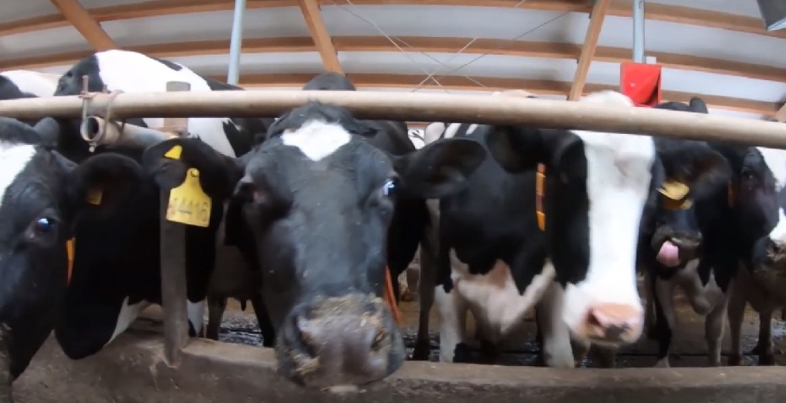 Контроль за скотомогильниками усилят в Вологодской области
