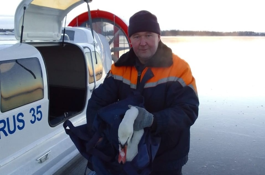 Двое лебедей едва не погибли из-за наступивших морозов в Усть-Кубинском районе