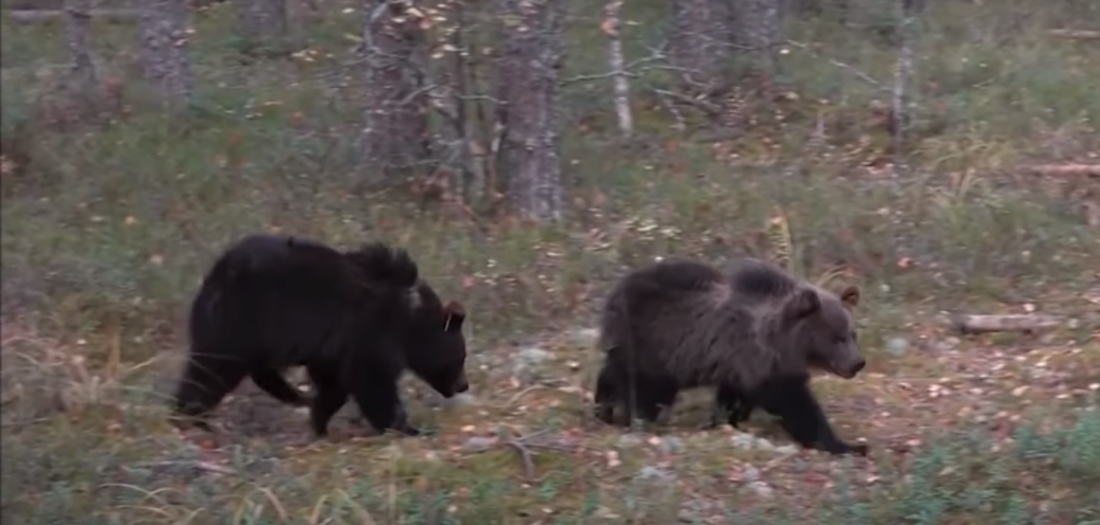 Перепись бурых медведей завершилась в Вологодской области