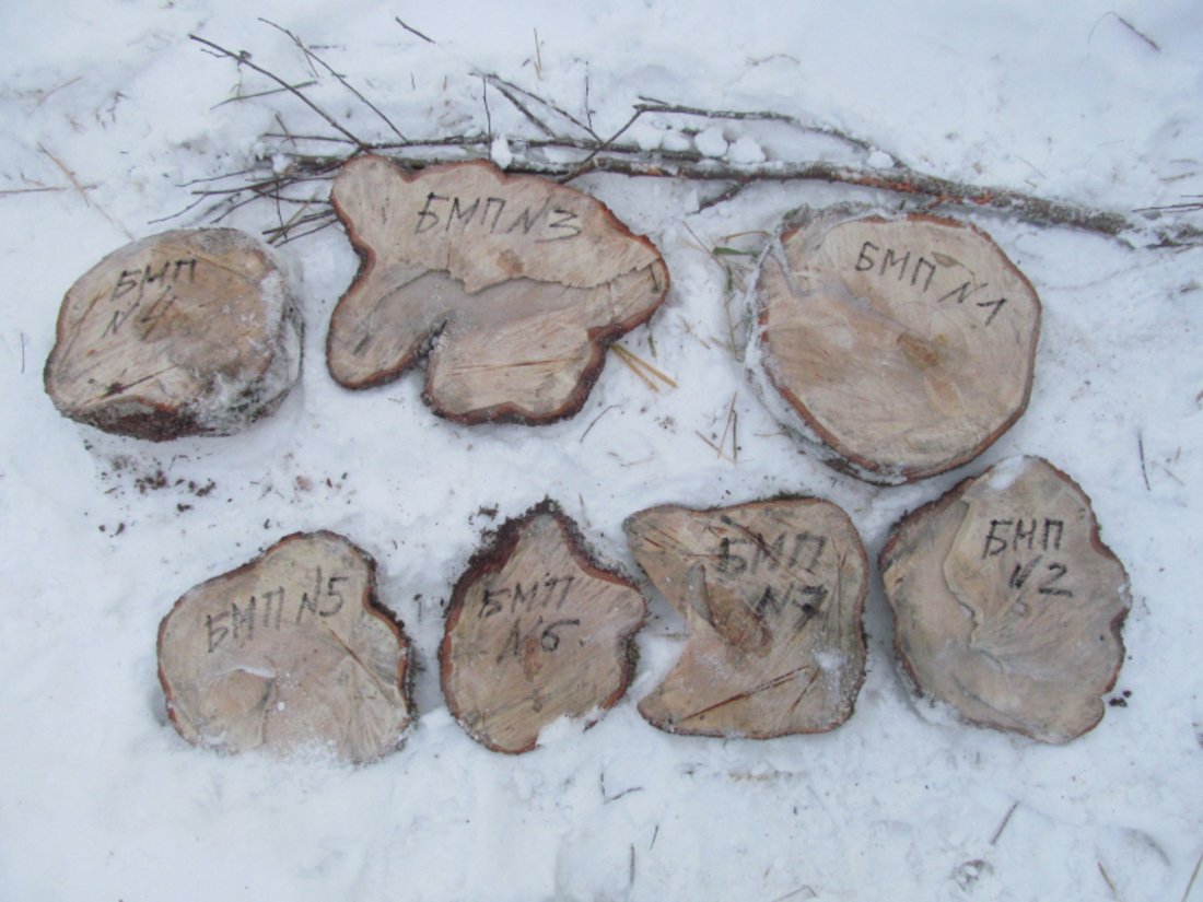 Заготовил дрова: 54-летний вологжанин попался на незаконной рубке леса