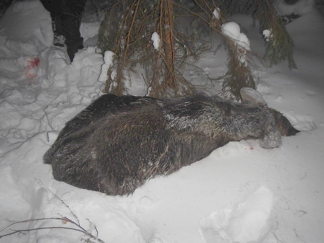 Убивших лосёнка браконьеров поймали на границе Грязовецкого и Междуреченского округов