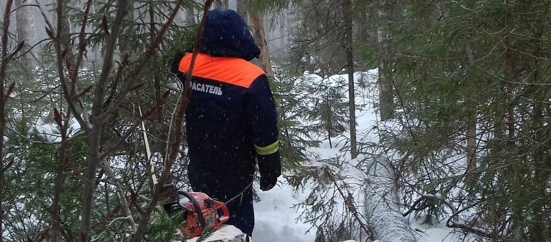 Лесоруб погиб при валке деревьев в Белозерском районе