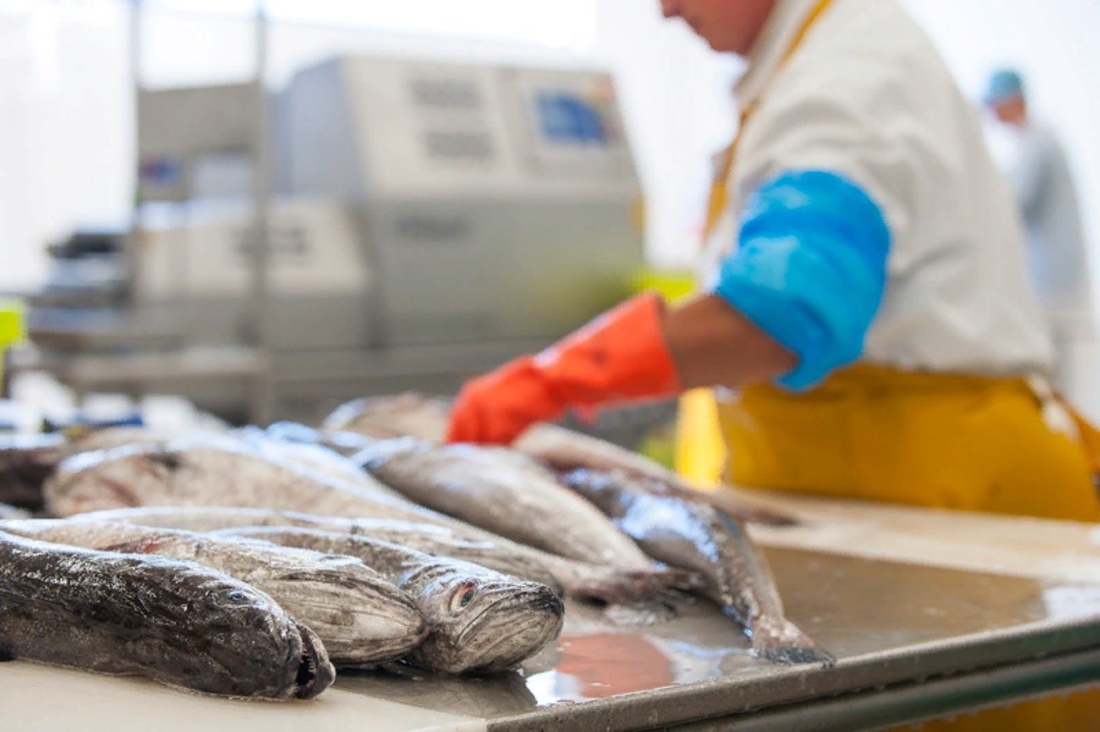 Свыше 2,5 тысяч тонн рыбной продукции произвели в Вологодской области