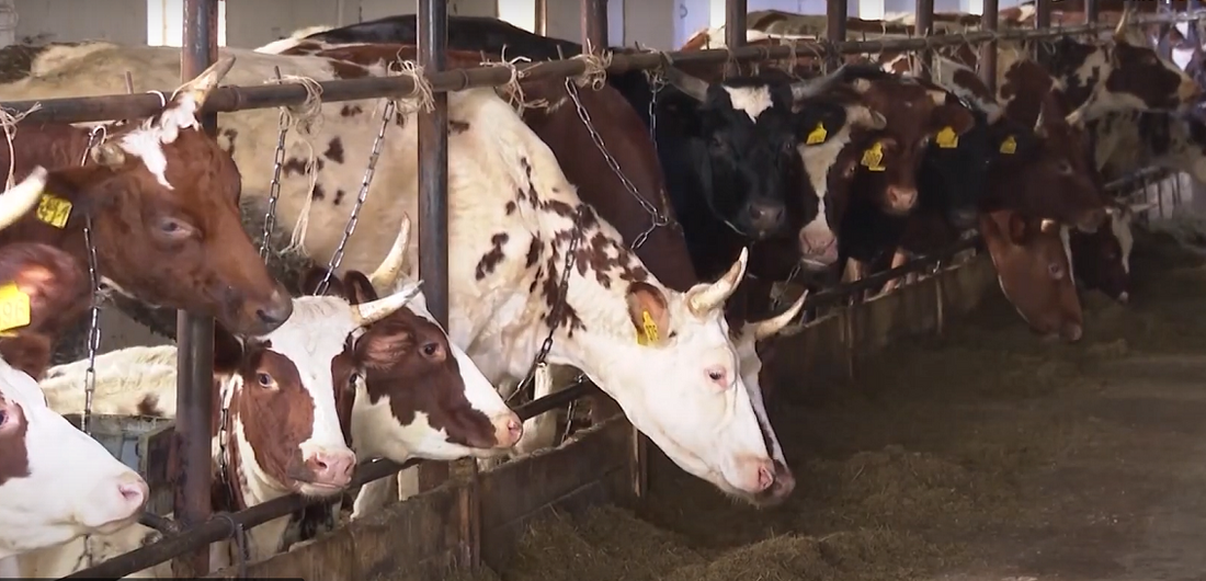 Новая животноводческая ферма Часовное на 650 голов открылась в Тотемском округе