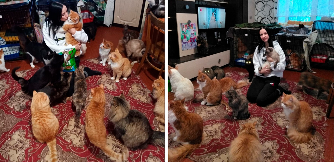 25 кошек живут в квартире у волонтёра из Федотово