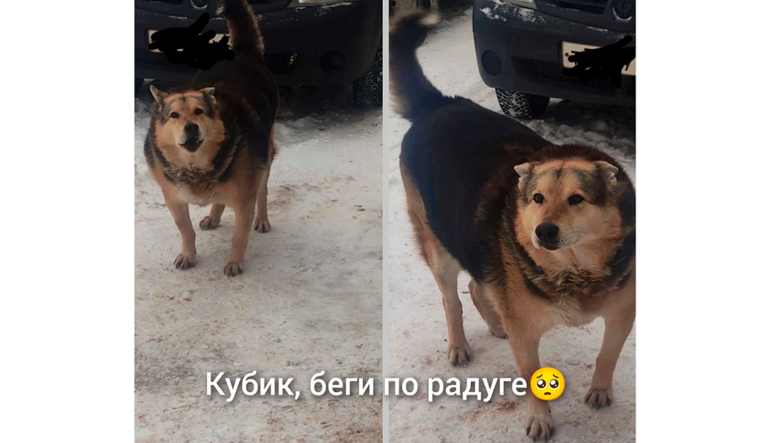 Неадекватные живодёры хладнокровно зарезали собаку в Череповце